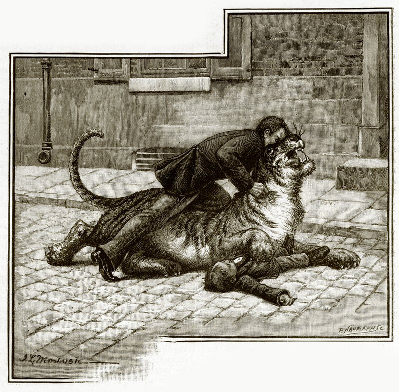 Jamrachs - affrontare la tigre da English School