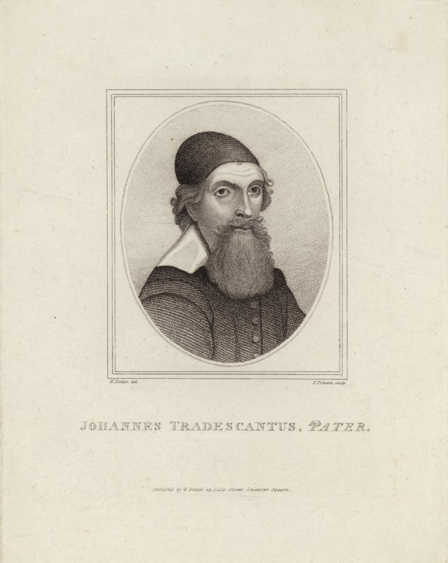 Johannes Tradescantus Pater da English School