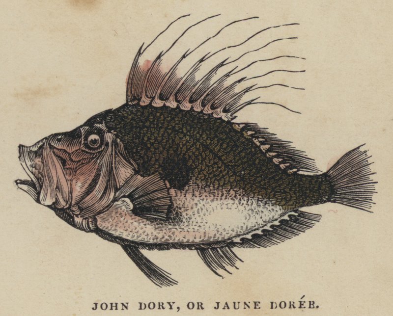 John Dory, o Jaune Dorée (incisione colorata) da English School