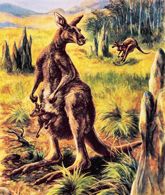 Canguro da English School