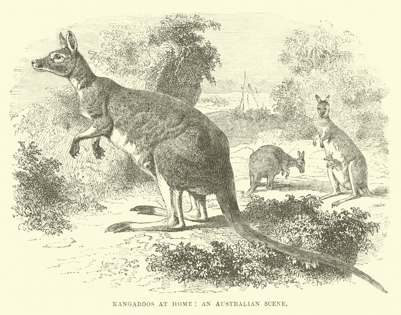 Canguri a casa, una scena australiana da English School