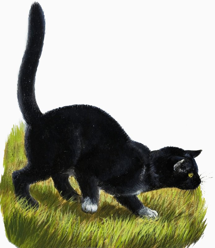 Gattino da English School