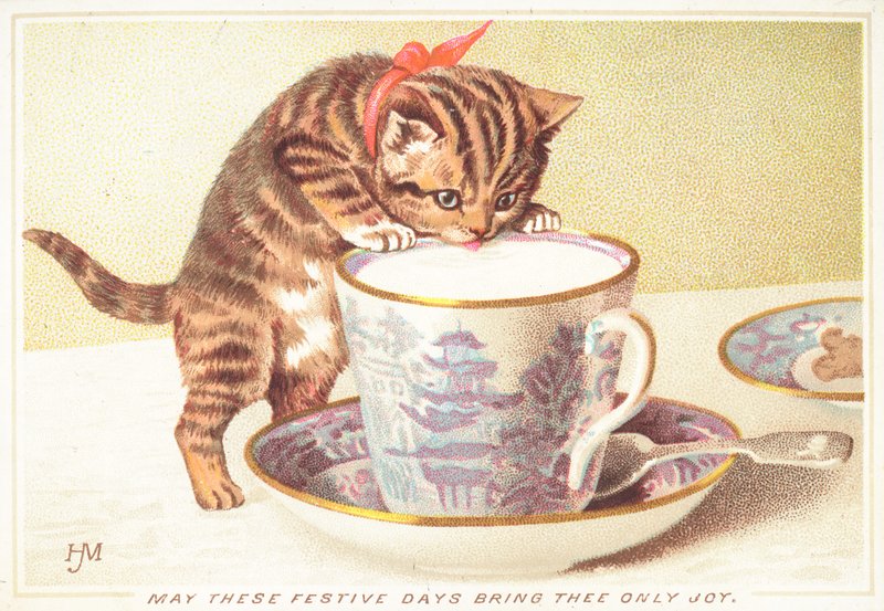Gattino che beve da una tazza da tè da English School