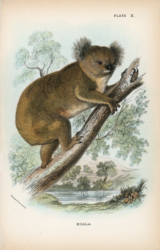 Koala da English School