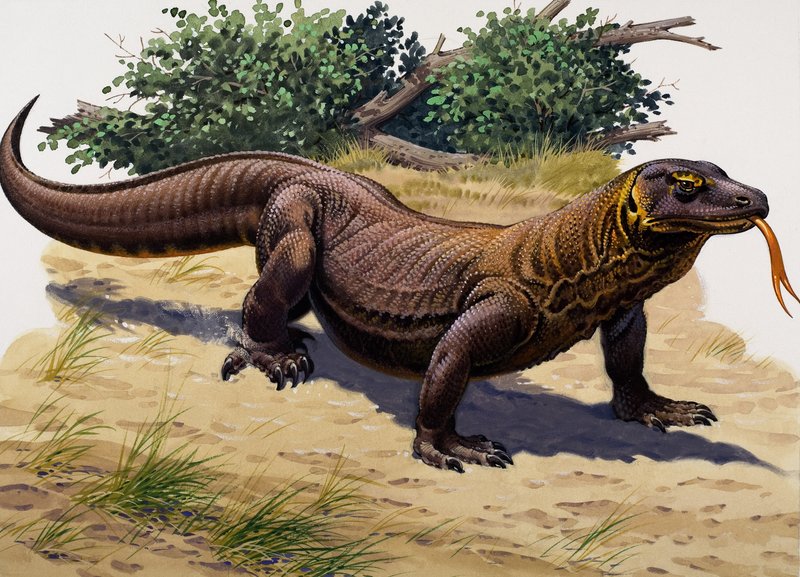 Komodo Dragon (gouache on paper) da English School