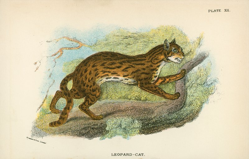 Gatto-Leopardo da English School
