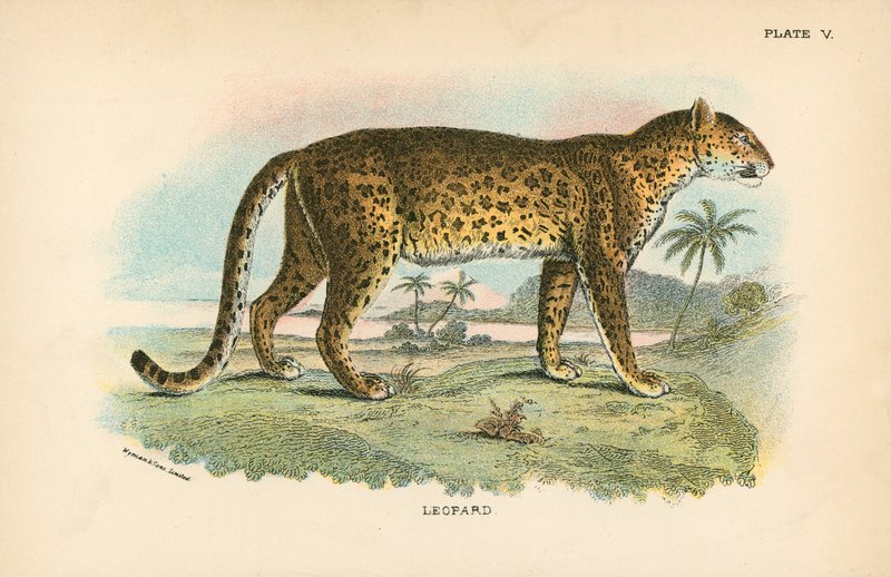Leopardo da English School