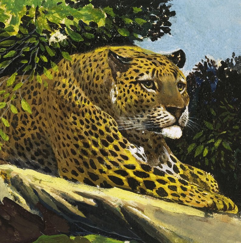 Leopardo da English School