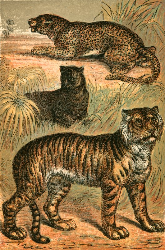 Leopardo, pantera nera e tigre da English School