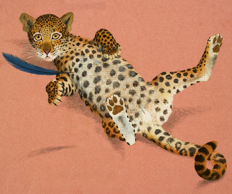 Cucciolo di leopardo da English School
