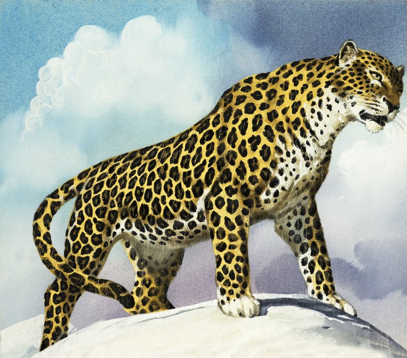 Leopardo nella neve da English School