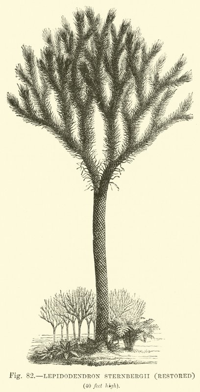Lepidodendron Sternbergh, restaurato da English School