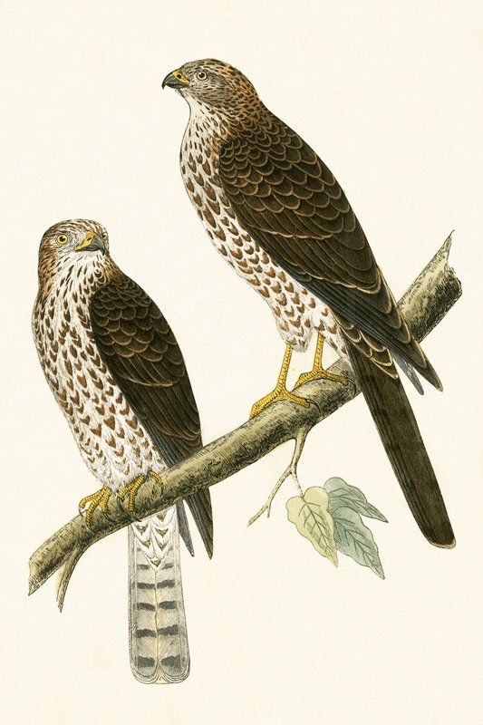 Sparviero Levantino, illustrazione da 