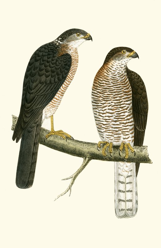 Sparviero levantino, illustrazione da 