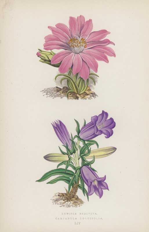 Lewisia Rediviva; Campanula Longifolia (litografia a colori) da English School