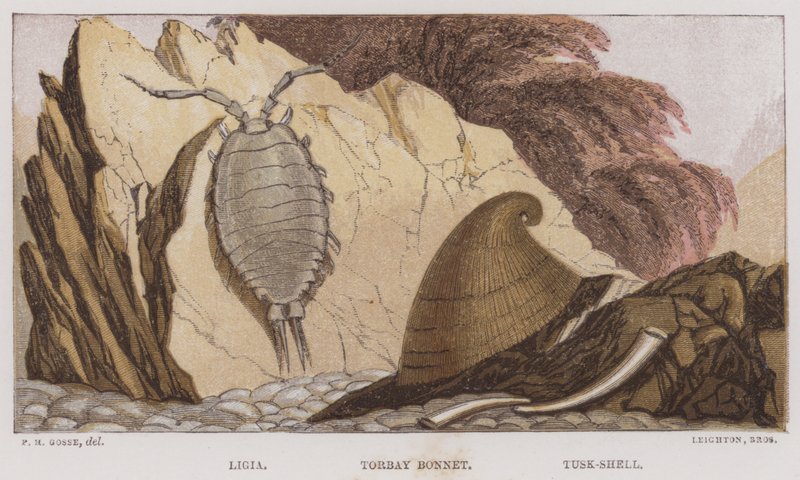 Ligia, Bonnet di Torbay, Tusk-Shell da English School