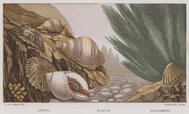 Patella, Porpora, Patella con fessura (litografia a colori) da English School