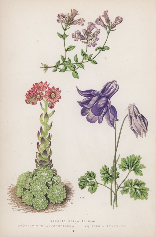 Linaria Origanifolia; Semprevivo Ragnateloso; Aquilegia Pirenaica da English School