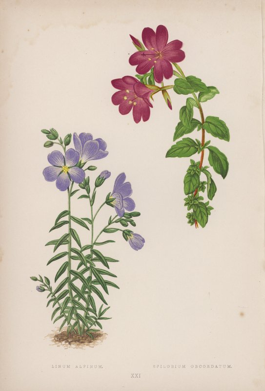 Linum Alpinum; Epilobium Obcordatum (litografia a colori) da English School