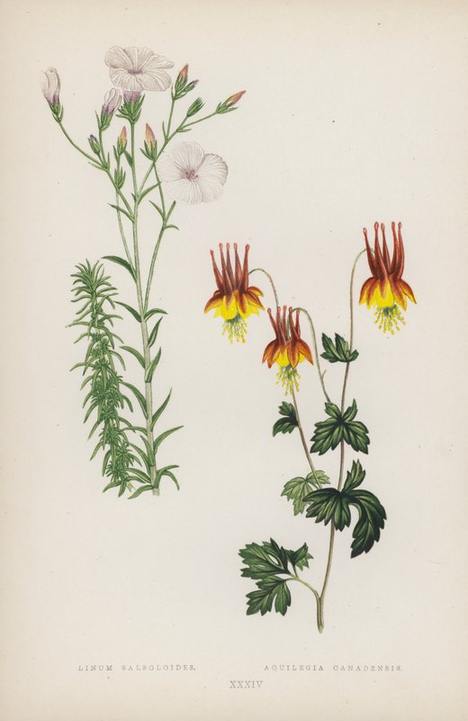 Linum Salsoloides; Aquilegia Canadensis (litografia a colori) da English School