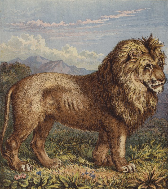 Leone da English School