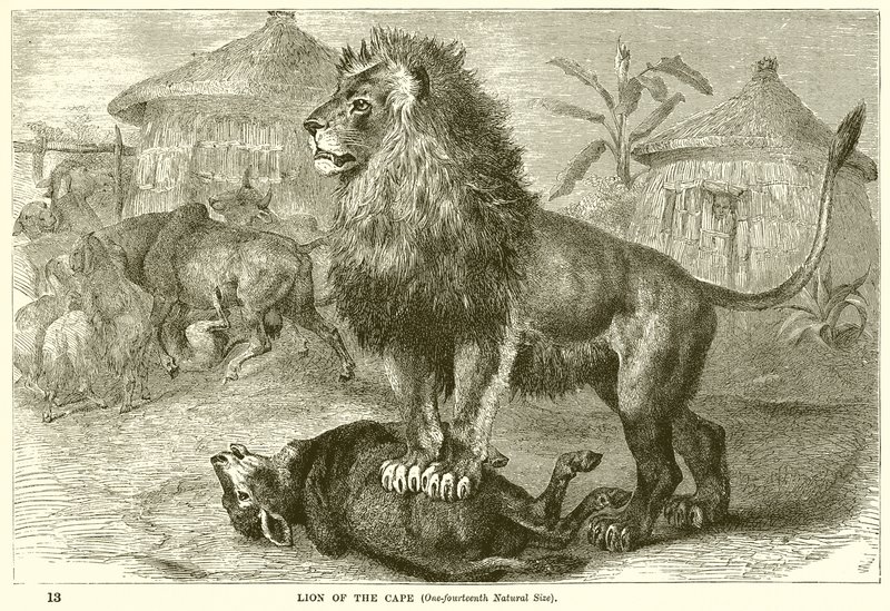Leone del Capo da English School