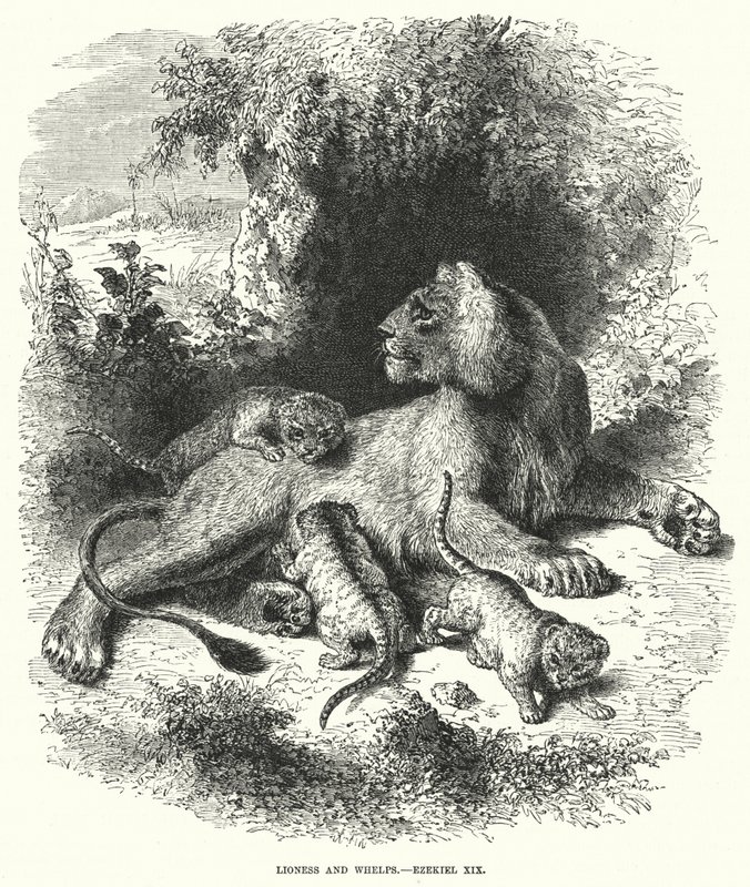 Leonessa e cuccioli, Ezechiele XIX (incisione) da English School