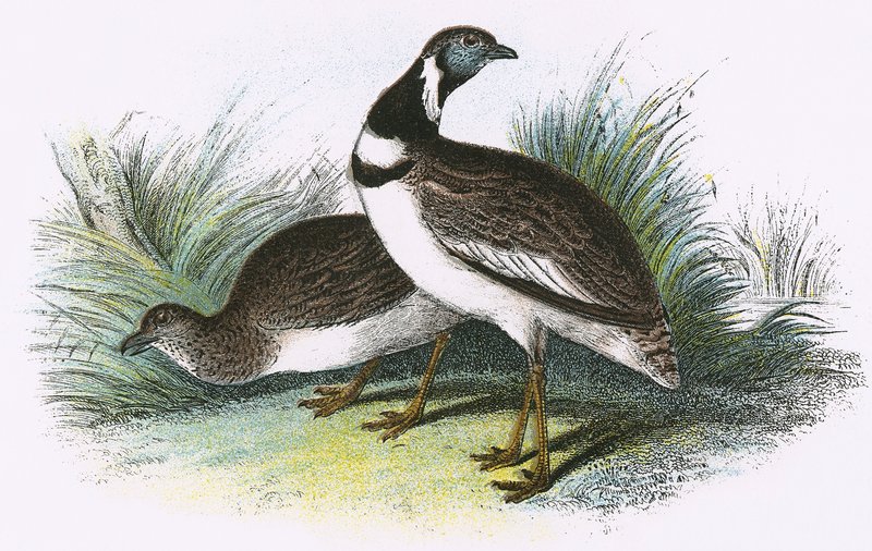 Gallina prataiola da English School
