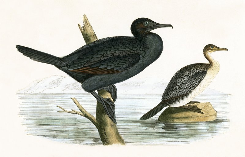 Cormorano minore, illustrazione da 