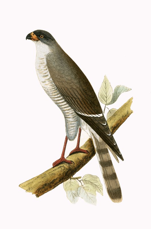 Piccolo falco dal becco rosso, illustrazione da 