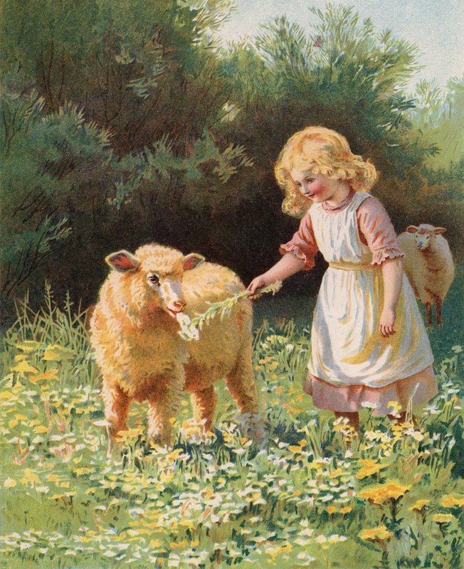 Bambina che dà un fiore a una pecora in un prato da English School