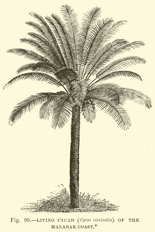 Cicadea vivente (Cycas circinalis) della costa del Malabar da English School