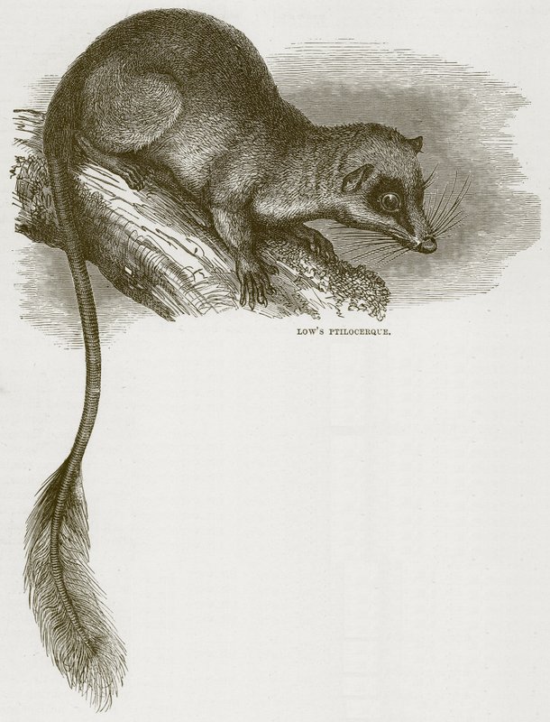 Ptilocerco di Low, illustrazione da Cassells Natural History da English School