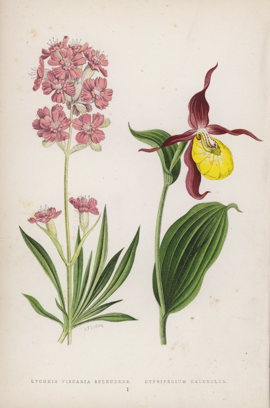 Lychnis Viscaria Splendens; Cypripedium Calceolus da English School