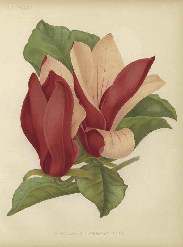 Magnolia soulangiana nigra da English School