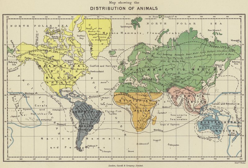 Mappa che mostra la distribuzione degli animali (litografia a colori) da English School