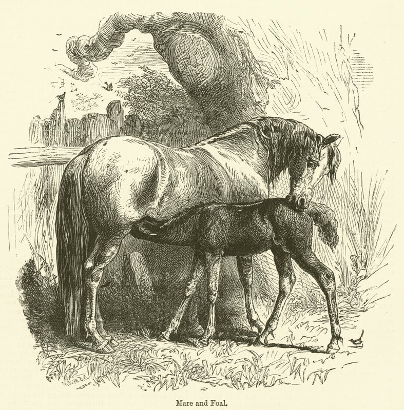 Cavalla e puledro (incisione) da English School