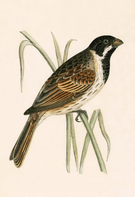 Zigolo delle paludi, illustrazione da 