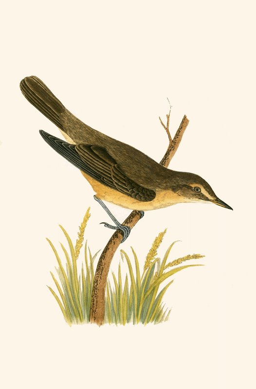 Cannaiola, illustrazione da 