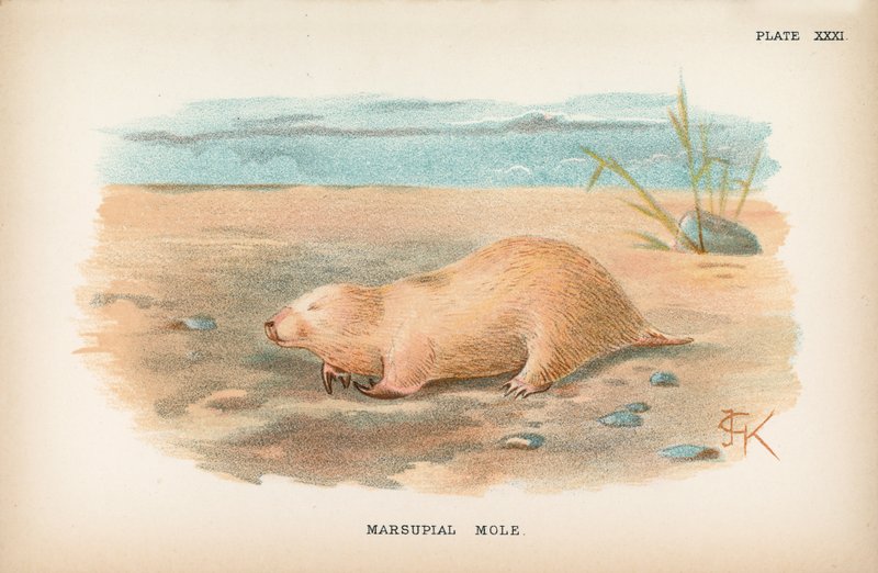 Talpa marsupiale da English School