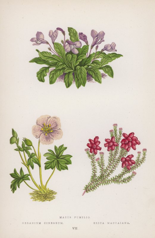 Mazus Pumilio; Geranio Cinereum; Erica Mackaiana da English School