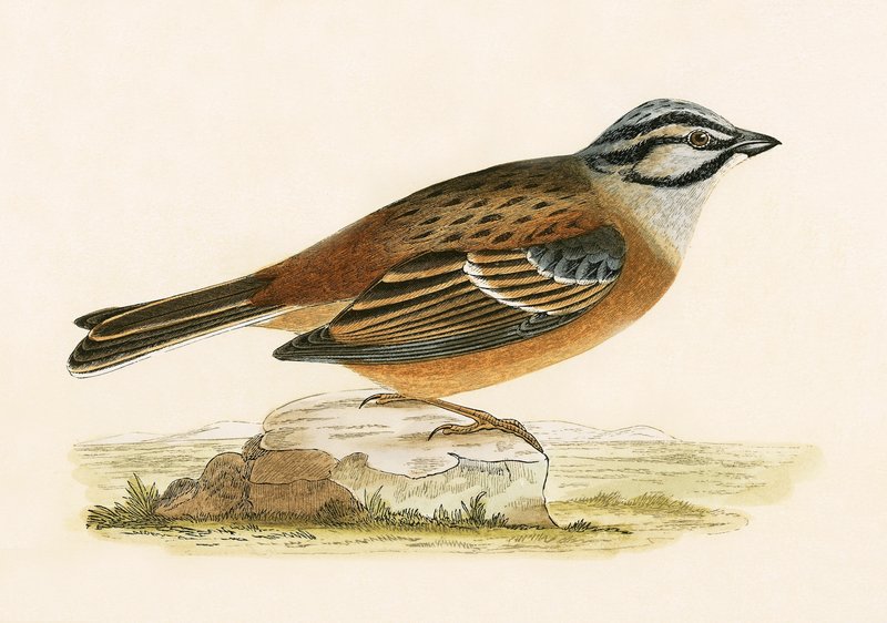 Zigolo delle praterie, illustrazione da 