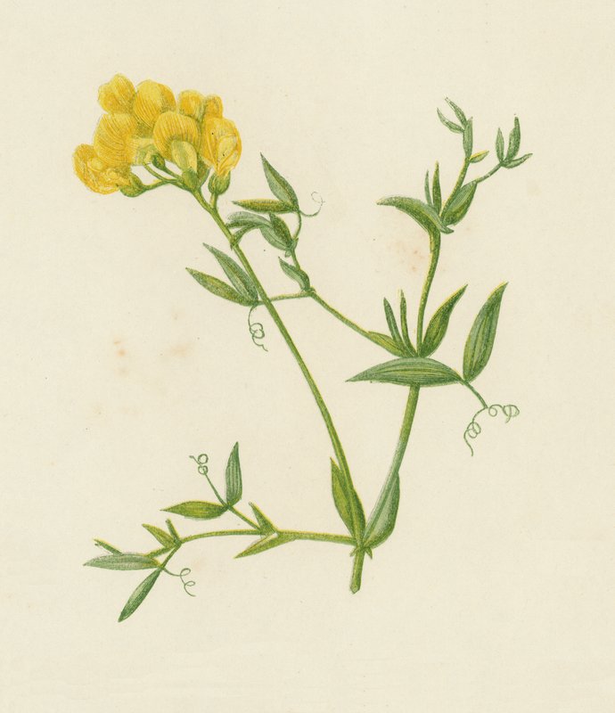 Veccia dei prati, Lathyrus Pratensis da English School