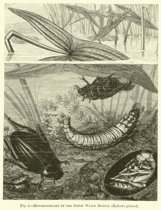 Metamorfosi del grande coleottero acquatico, Hydrous pisceus da English School