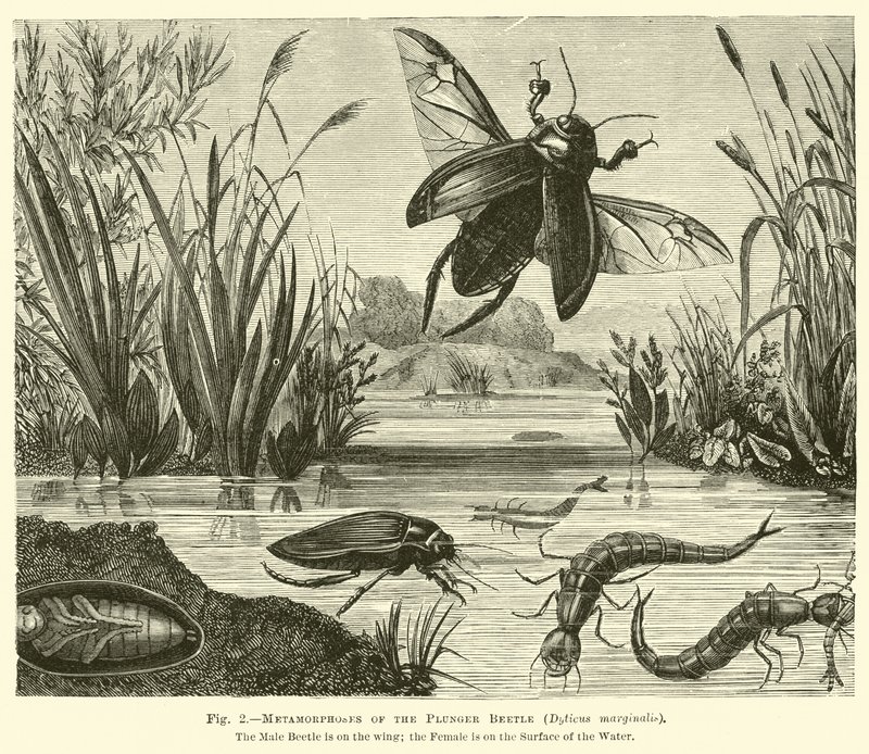 Metamorfosi del coleottero tuffatore, Dyticus marginalis da English School