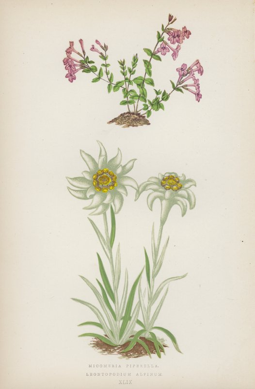 Micomeria Piperella; Leontopodium Alpinum (litografia a colori) da English School