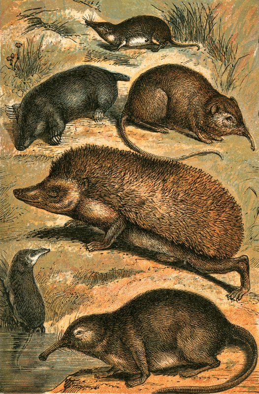 Talpa, Toporagno, Toporagno Elefante, Riccio, Toporagno d