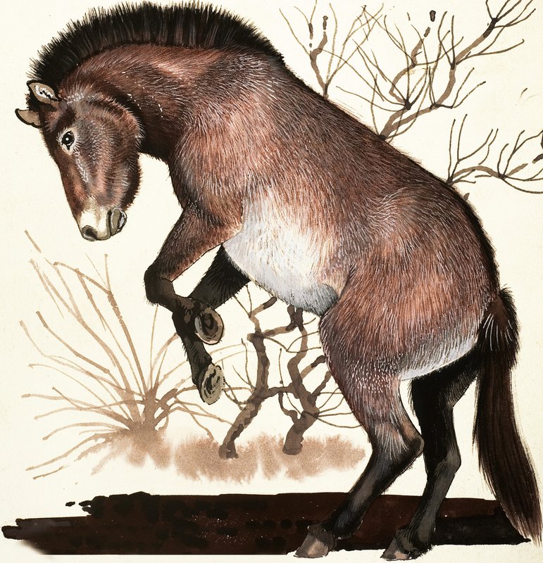 Cavallo selvaggio della Mongolia da English School