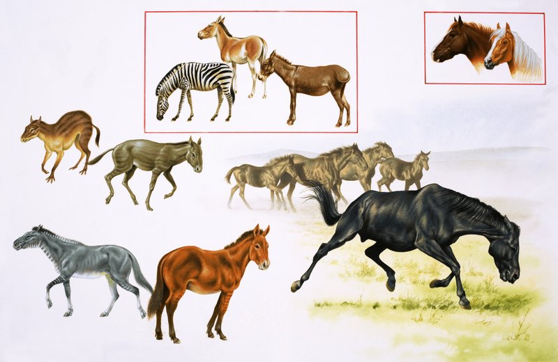 Montaggio di cavalli e animali simili a cavalli da English School