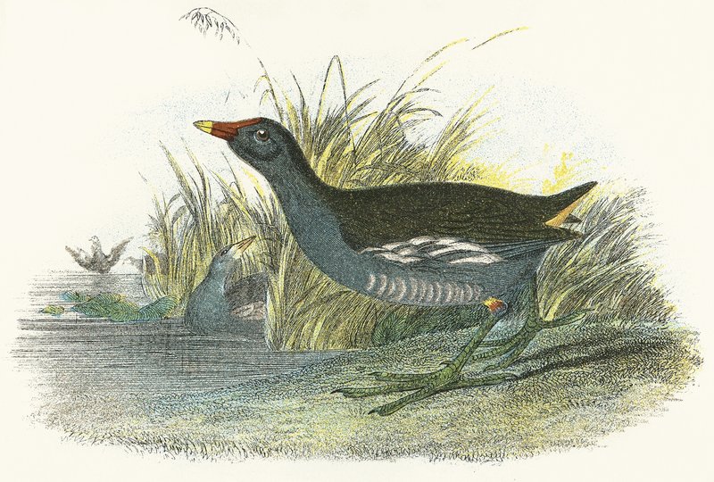 Gallinella d